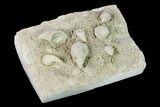 Mississippian Cuneate Coral (Neozaphrentis) Fossils - Arkansas #148590-2